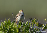 Savannah Sparrow pb.jpg