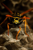 European paper wasp pb.jpg