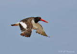 American Oystercatcher 3 pb.jpg