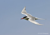 Common Tern pb.jpg