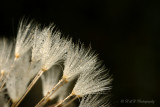 Dandelion seeds pb.jpg