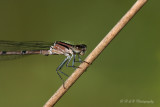 Damsel Fly pb.jpg