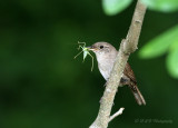 House Wren 2 pb.jpg