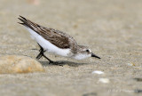 Sandpiper pb.jpg