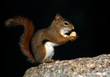 Red Squirrel pb.jpg