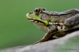 Green Frog pb.jpg