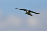 Tree Swallow pb.jpg