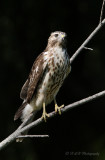 Immature Coopers Hawk 2 pb.jpg