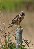 Immature Coopers Hawk pb.jpg