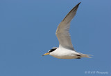 Least Tern pb.jpg