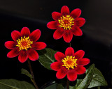 dahlia4011.jpg