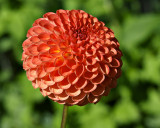 dahlia4483.jpg