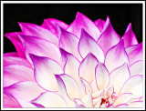 dahlia c4365.jpg