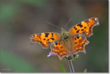 Gehakkelde aurelia - Comma Butterfly - Polygonia c- album