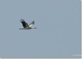 ooievaar_DSC_0096nx.JPG