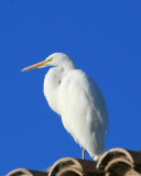 Egret on the roof