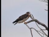 DSC_0287b.JPG