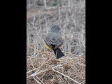 DSC_0313b.JPG