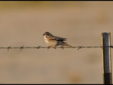 DSC_0363b.JPG