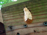 Moth laying eggs_0114.jpg