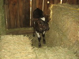 Baby Calf in the barn
