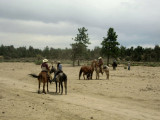 Homayons Rodeo