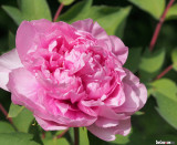 Duchesse de Morny Paeonia x suffruticosa