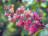 Rote Kastanie Aesculus x carnea