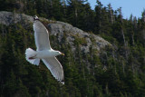 Gulls in Flight 002