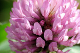 Red Clover 002