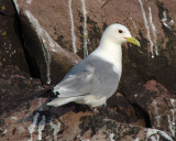 Witless Bay Bird Island Trip 309