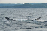 Witless Bay Bird Island Trip 160<br>Darn! Just missed!