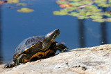 basking in the sun