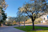 springtime at balboa park