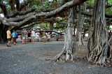 giant banyan tree