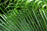 wet palm fronds