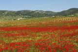 poppies and olive trees