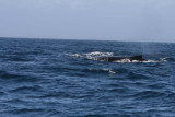 We also saw a few humpbacks