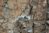Eaglets in Verde Canyon