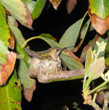 Momma Hummingbird