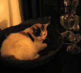 A Part of our Family - Reflections of Light