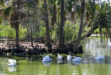 Swannie Greets New Swans