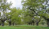 Oaks of Roosevelt Mall