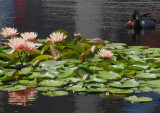 Please Dont Touch My Waterlilies