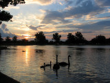 Swan Babies and Their Parents of Spring 2007