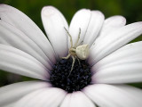 osteospermum