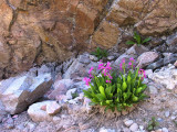 Flowers Among the Rocks