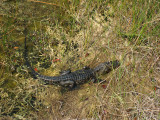 Everglades - Baby Alligator