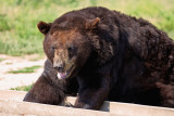 Six Flags Wild Safari - Bear