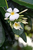 Old Lahaina Luau - Plumeria Rubra